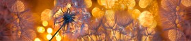 Кухонный фартук Мерцание Одуванчики золотистые 3 серебро в Заозёрном - zaozyornyj.katalogmebeli.com | фото
